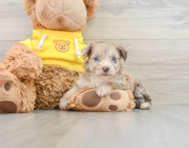 7 week old Mini Aussiedoodle Puppy For Sale - Simply Southern Pups