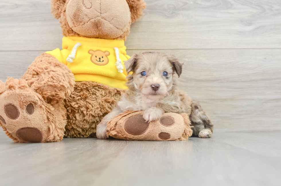 7 week old Mini Aussiedoodle Puppy For Sale - Simply Southern Pups