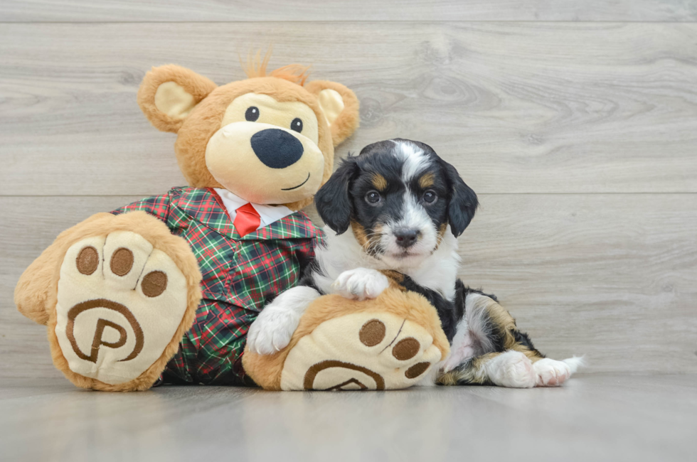 5 week old Mini Aussiedoodle Puppy For Sale - Simply Southern Pups