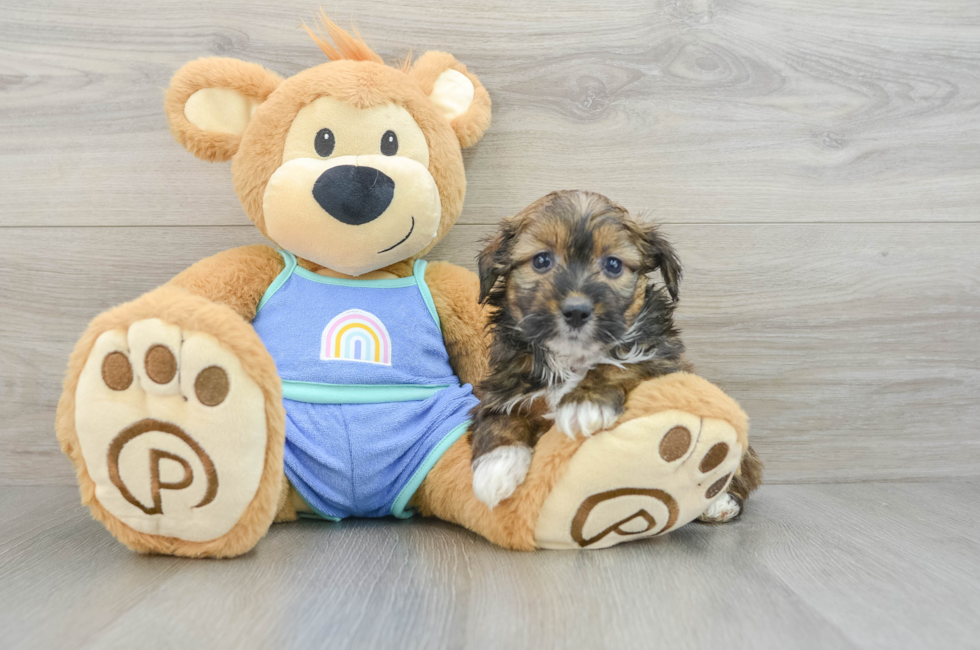 6 week old Mini Aussiedoodle Puppy For Sale - Simply Southern Pups