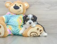 7 week old Mini Aussiedoodle Puppy For Sale - Simply Southern Pups