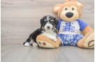 Small Mini Aussiedoodle Baby