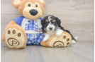 Friendly Mini Aussiedoodle Baby