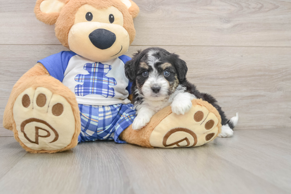 Friendly Mini Aussiedoodle Baby