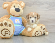 7 week old Mini Aussiedoodle Puppy For Sale - Simply Southern Pups