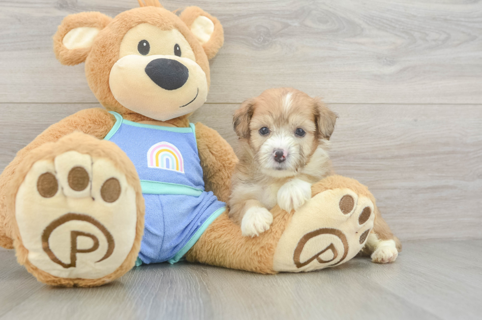 5 week old Mini Aussiedoodle Puppy For Sale - Simply Southern Pups