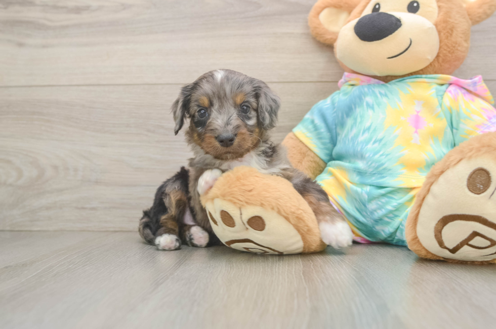 6 week old Mini Aussiedoodle Puppy For Sale - Simply Southern Pups