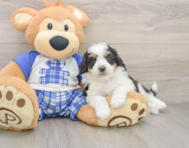 8 week old Mini Aussiedoodle Puppy For Sale - Simply Southern Pups