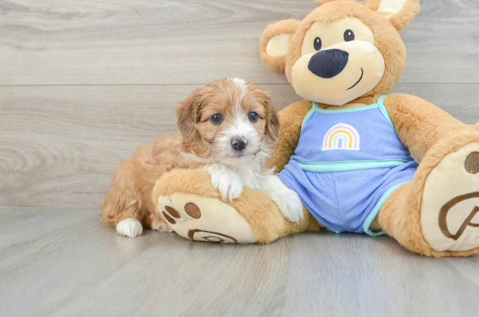 6 week old Mini Aussiedoodle Puppy For Sale - Simply Southern Pups