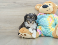 7 week old Mini Aussiedoodle Puppy For Sale - Simply Southern Pups