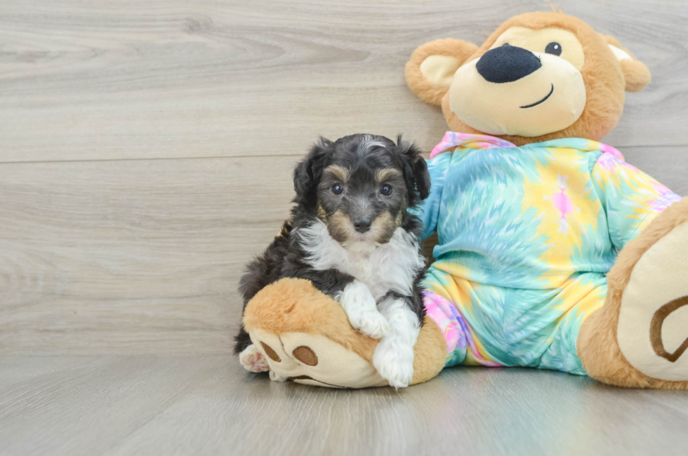 7 week old Mini Aussiedoodle Puppy For Sale - Simply Southern Pups