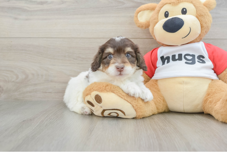 Best Mini Aussiedoodle Baby