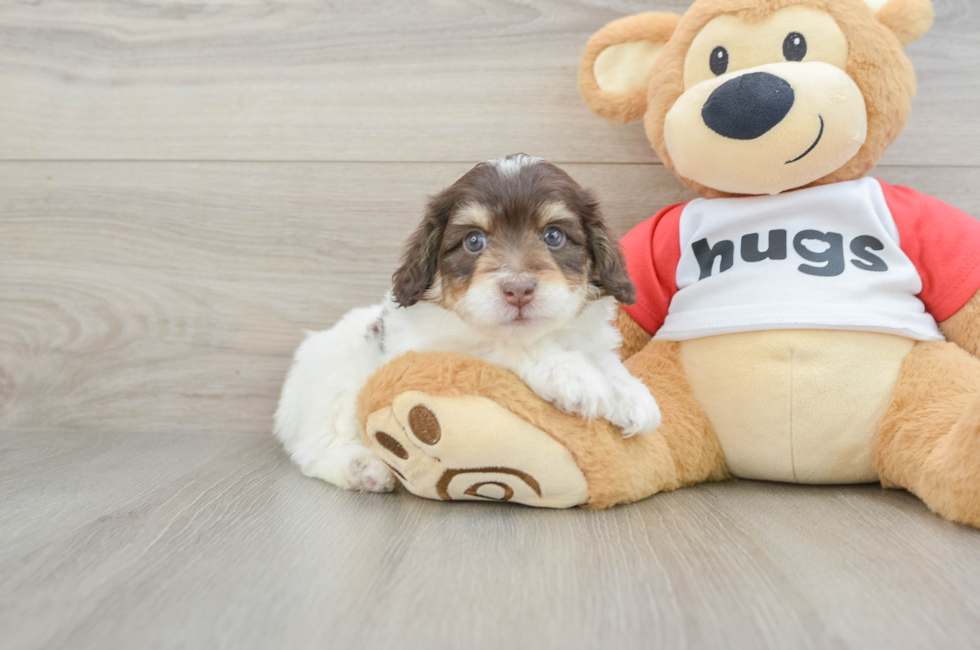 6 week old Mini Aussiedoodle Puppy For Sale - Simply Southern Pups