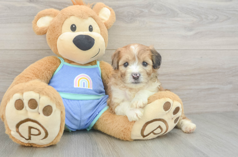 5 week old Mini Aussiedoodle Puppy For Sale - Simply Southern Pups
