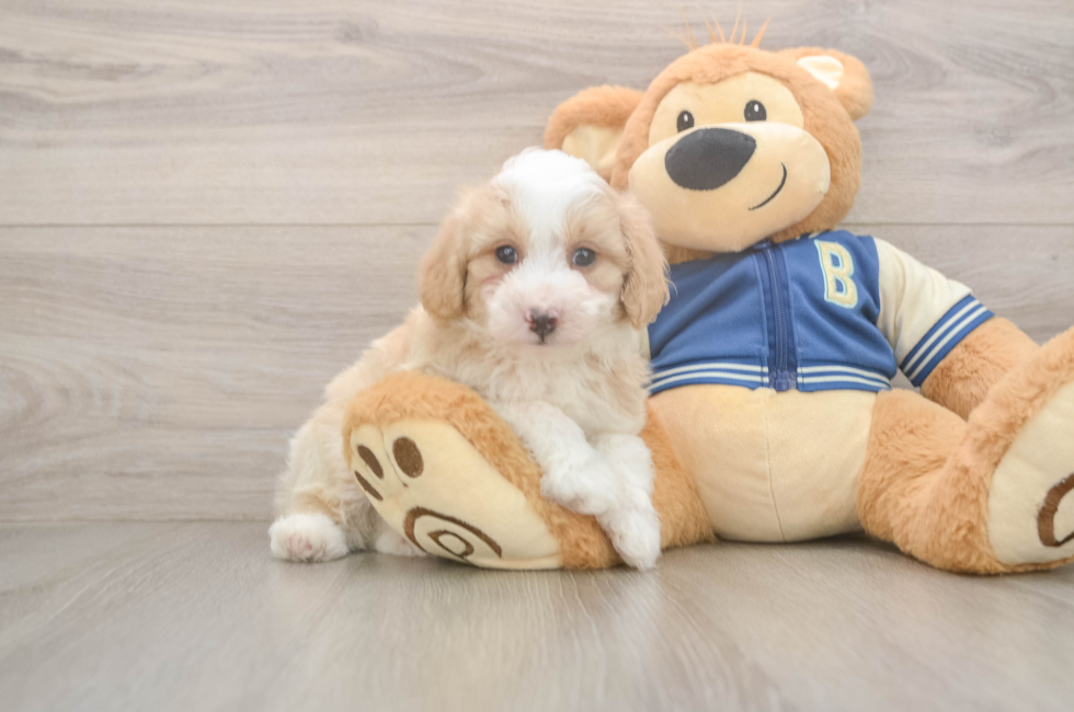 5 week old Mini Aussiedoodle Puppy For Sale - Simply Southern Pups