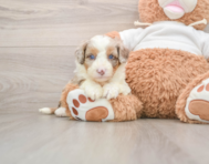 5 week old Mini Aussiedoodle Puppy For Sale - Simply Southern Pups