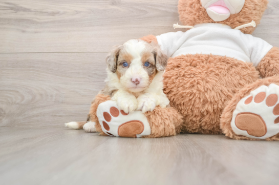 Small Mini Aussiedoodle Baby