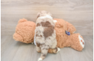 Friendly Mini Aussiedoodle Baby