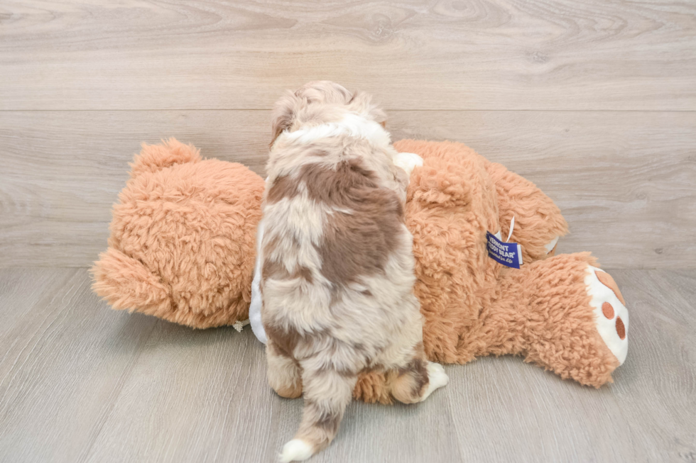Friendly Mini Aussiedoodle Baby