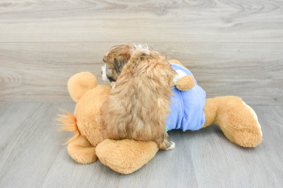 Hypoallergenic Aussiepoo Poodle Mix Puppy