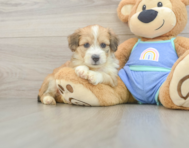 8 week old Mini Aussiedoodle Puppy For Sale - Simply Southern Pups