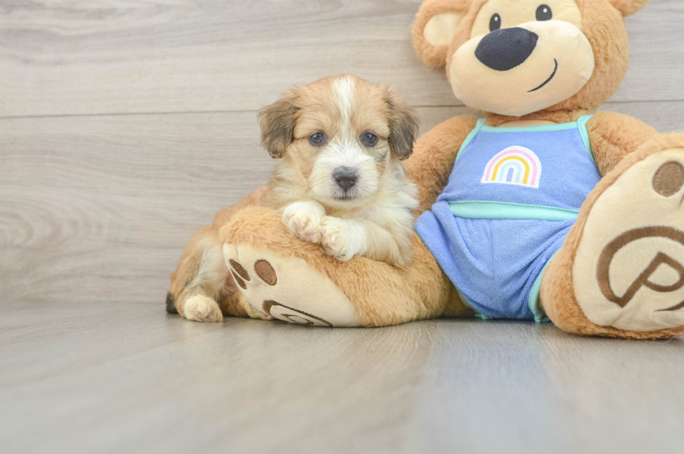5 week old Mini Aussiedoodle Puppy For Sale - Simply Southern Pups