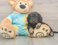 8 week old Mini Aussiedoodle Puppy For Sale - Simply Southern Pups