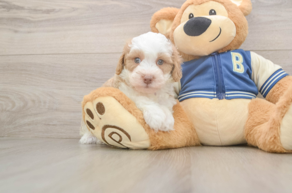 5 week old Mini Aussiedoodle Puppy For Sale - Simply Southern Pups