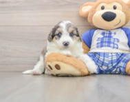 8 week old Mini Aussiedoodle Puppy For Sale - Simply Southern Pups