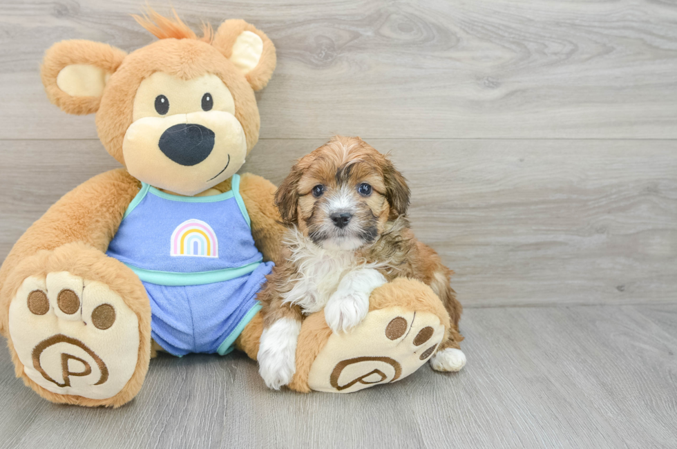 6 week old Mini Aussiedoodle Puppy For Sale - Simply Southern Pups