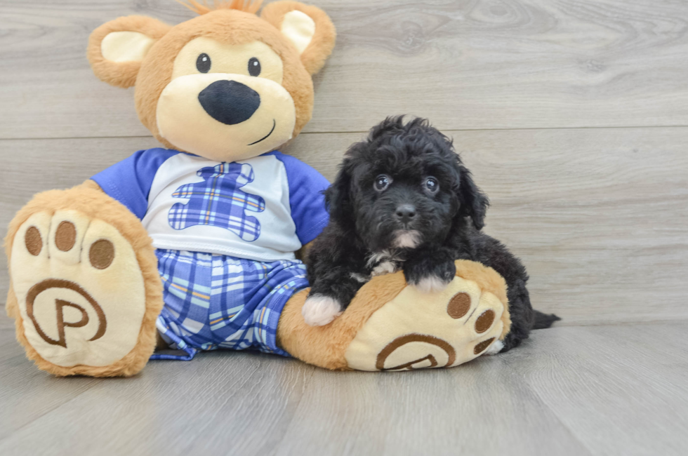 7 week old Mini Aussiedoodle Puppy For Sale - Simply Southern Pups