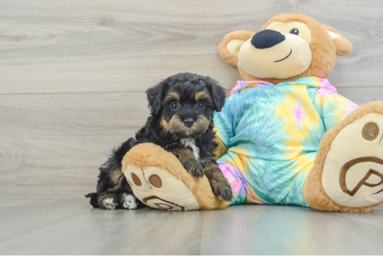 Petite Mini Aussiedoodle Poodle Mix Pup