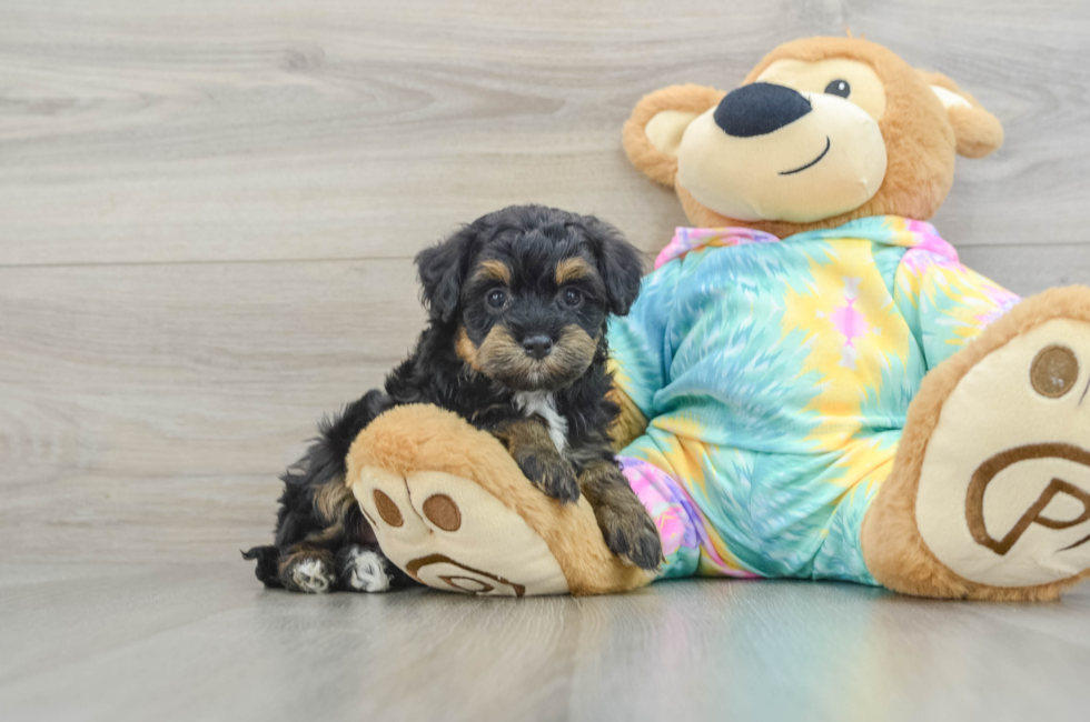 7 week old Mini Aussiedoodle Puppy For Sale - Simply Southern Pups
