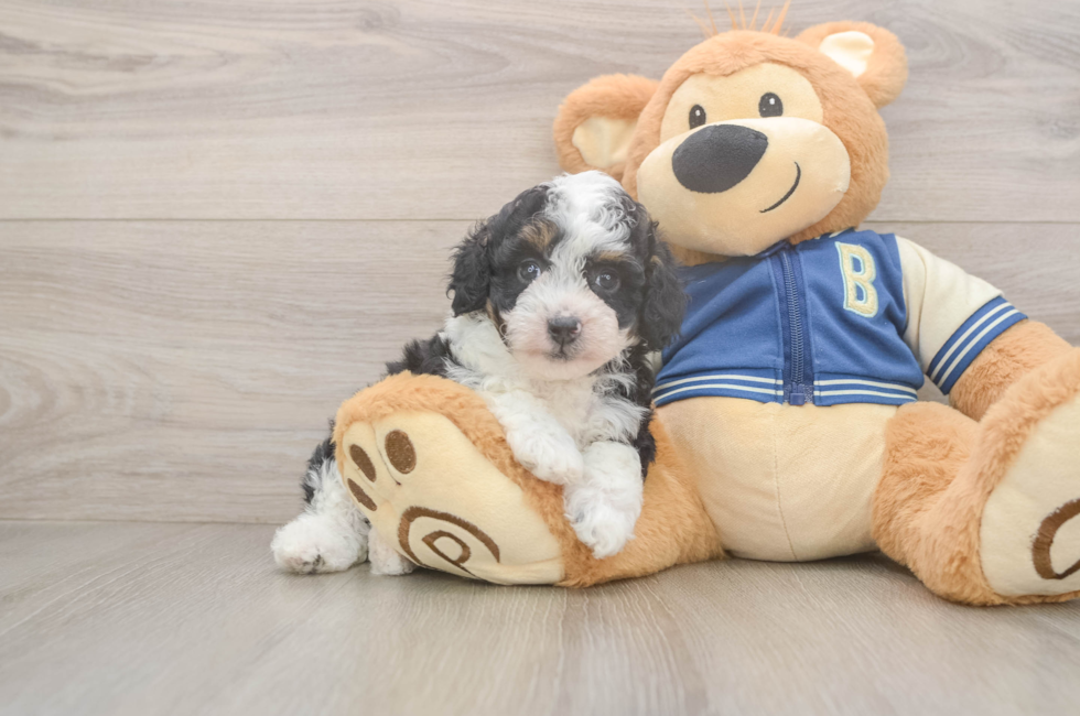5 week old Mini Aussiedoodle Puppy For Sale - Simply Southern Pups
