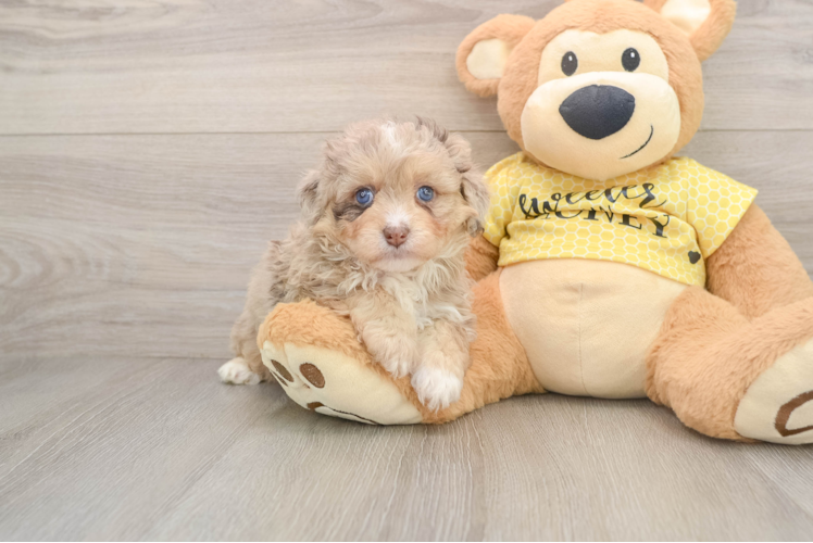 Best Mini Aussiedoodle Baby