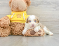 7 week old Mini Aussiedoodle Puppy For Sale - Simply Southern Pups