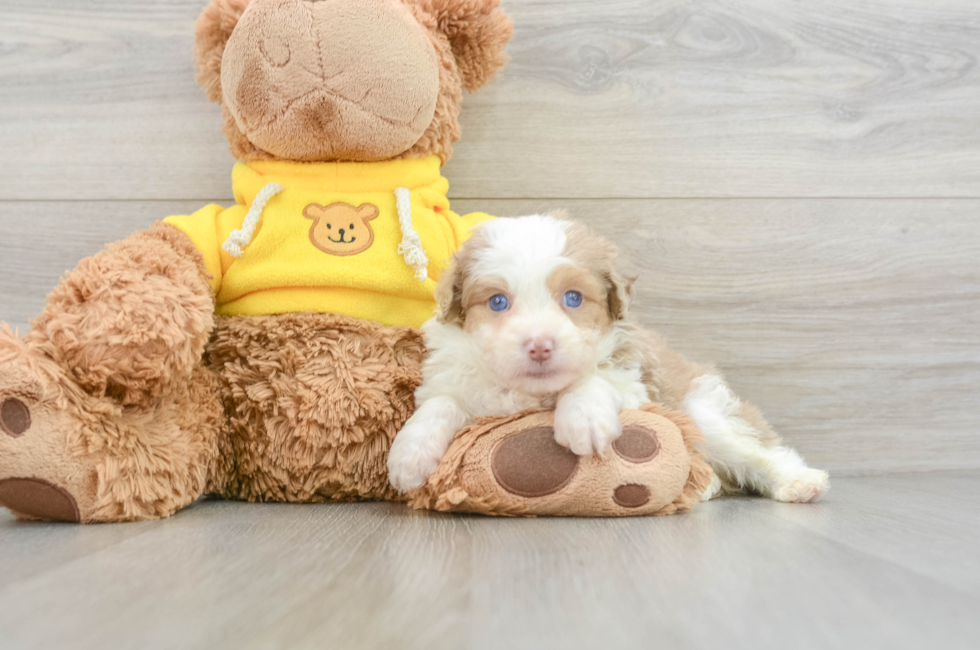 7 week old Mini Aussiedoodle Puppy For Sale - Simply Southern Pups