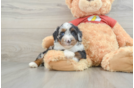 Fluffy Mini Aussiedoodle Poodle Mix Pup