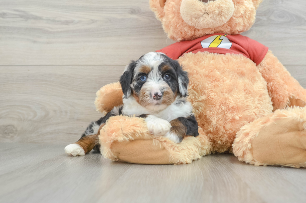 7 week old Mini Aussiedoodle Puppy For Sale - Simply Southern Pups