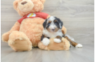 Sweet Mini Aussiedoodle Baby