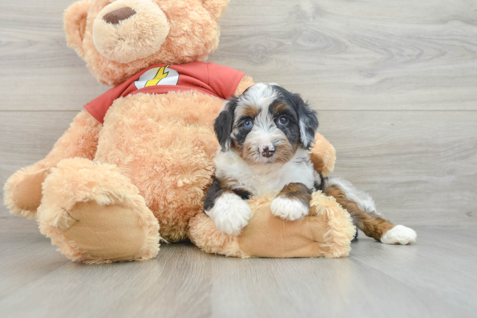 Sweet Mini Aussiedoodle Baby