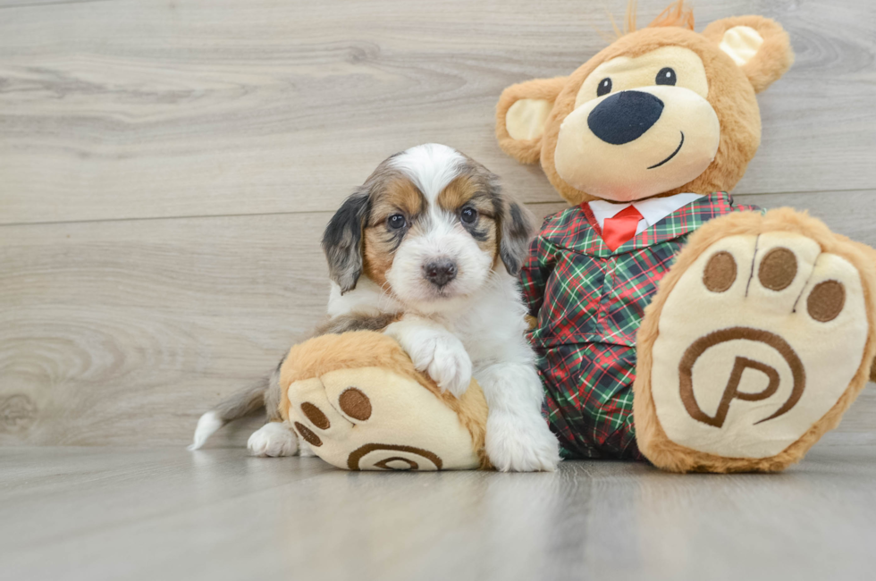 5 week old Mini Aussiedoodle Puppy For Sale - Simply Southern Pups