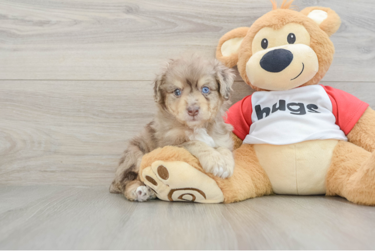 Mini Aussiedoodle Puppy for Adoption