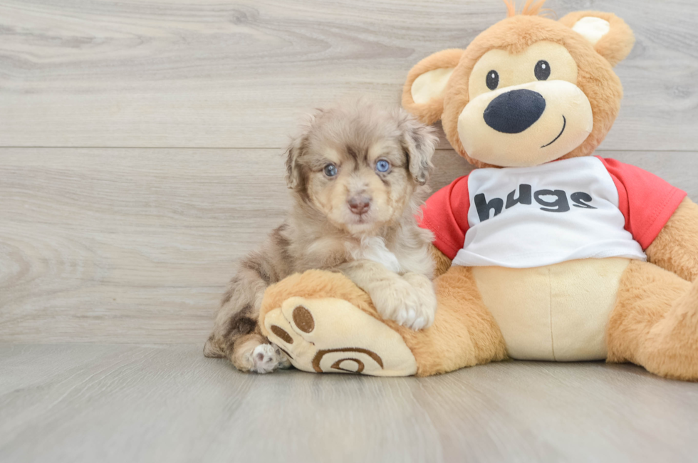 6 week old Mini Aussiedoodle Puppy For Sale - Simply Southern Pups