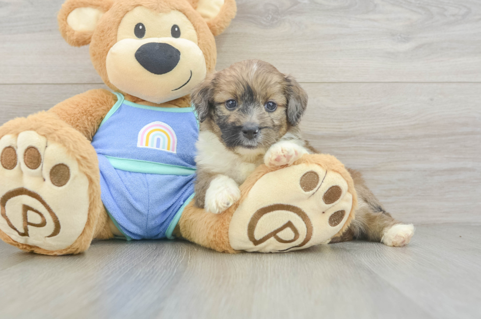 5 week old Mini Aussiedoodle Puppy For Sale - Simply Southern Pups