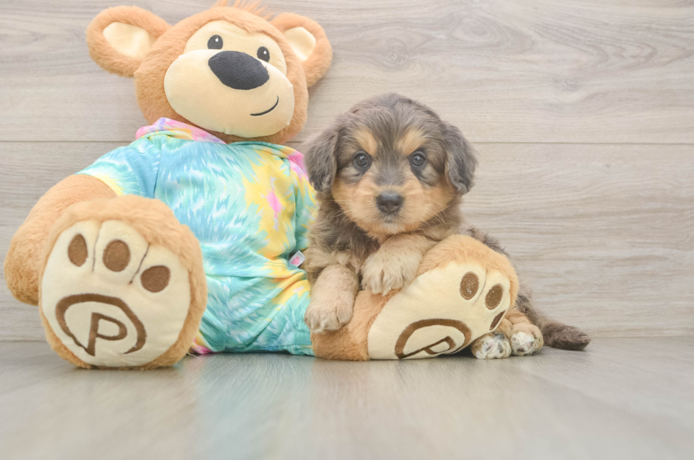 6 week old Mini Aussiedoodle Puppy For Sale - Simply Southern Pups