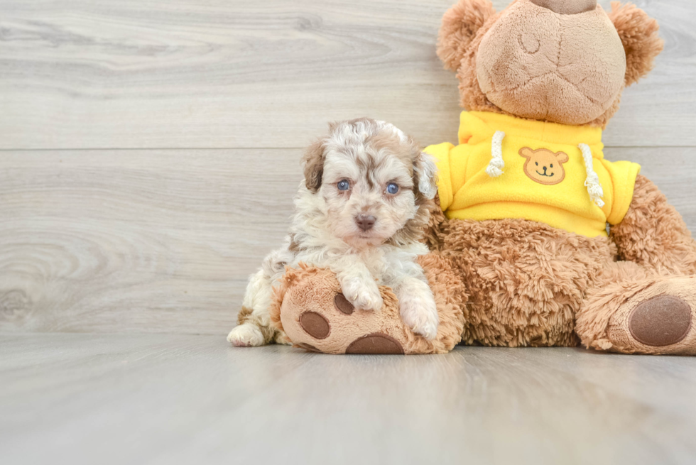 Best Mini Aussiedoodle Baby