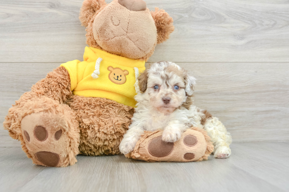 7 week old Mini Aussiedoodle Puppy For Sale - Simply Southern Pups