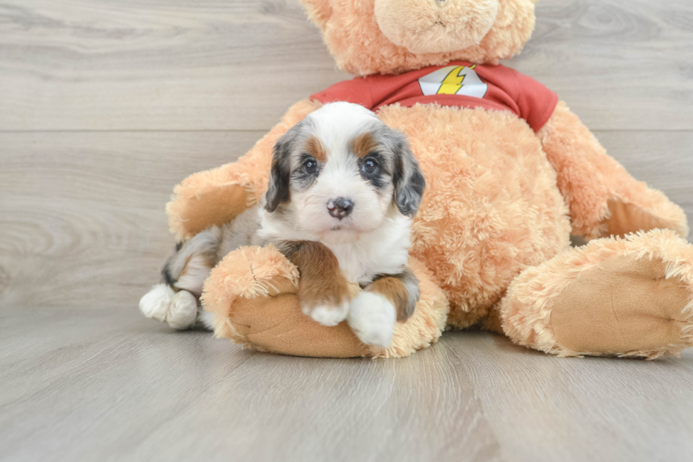 Little Mini Aussiepoo Poodle Mix Puppy