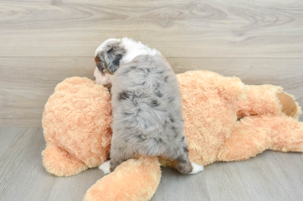 Popular Mini Aussiedoodle Poodle Mix Pup